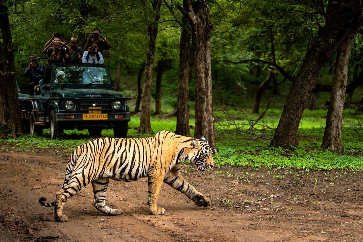 Ranthambore Tour